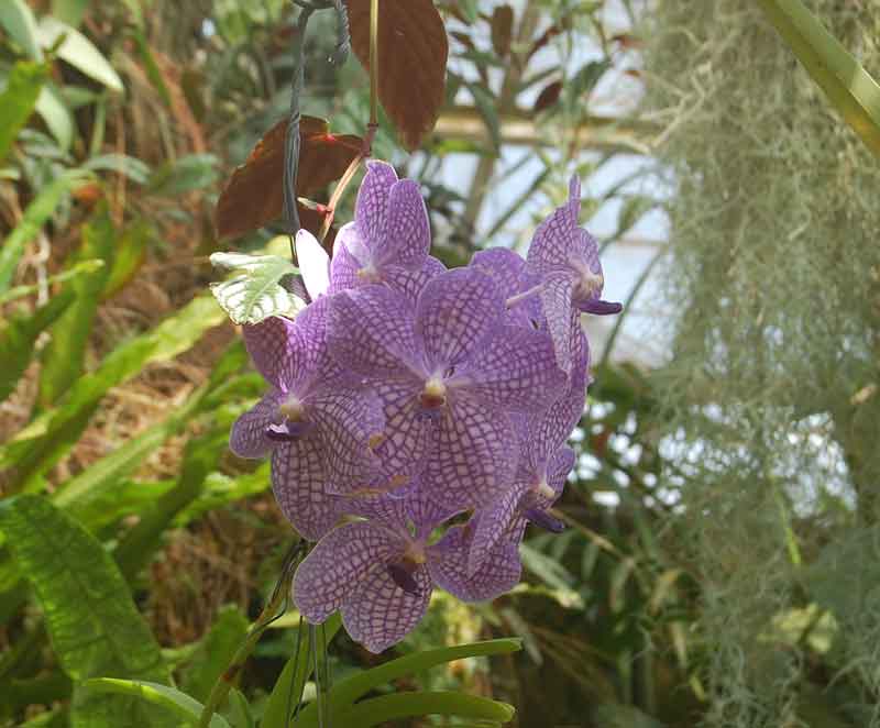 Purple flower